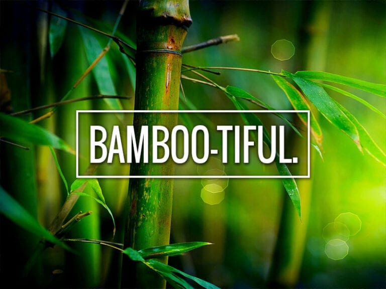 bamboo You're awesome