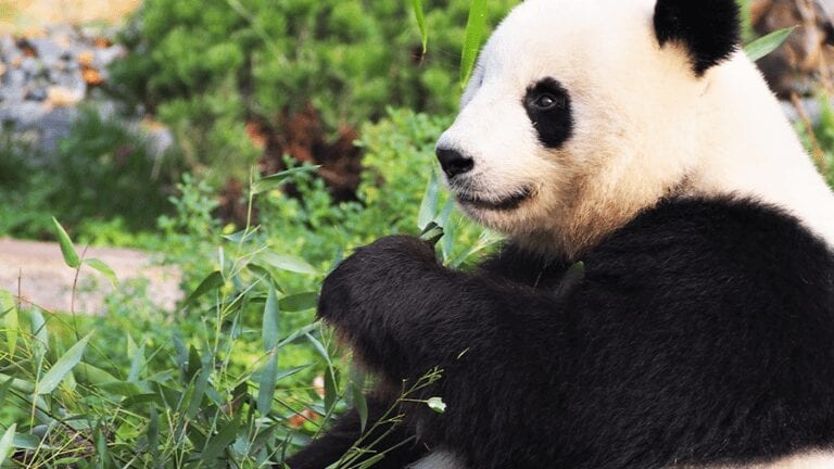 What Exactly Makes Bamboo Sustainable and Panda-Friendly?
